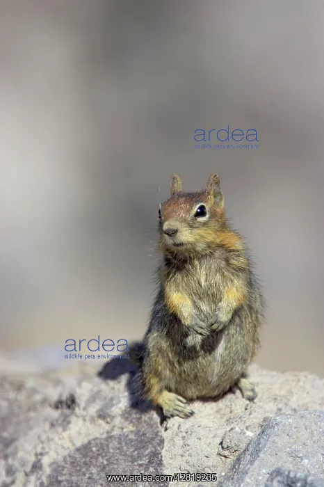 : Golden-mantled Ground Squirrel : Golden-mantled Ground Squirrel