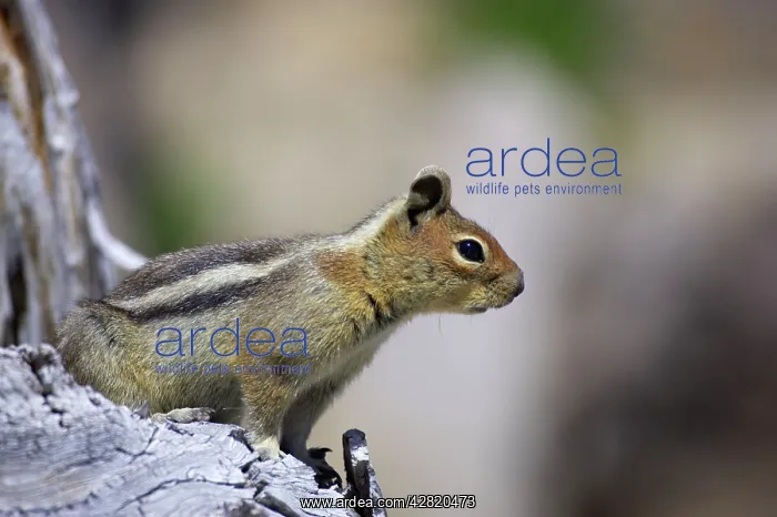 : Golden-mantled Ground Squirrel : Golden-mantled Ground Squirrel