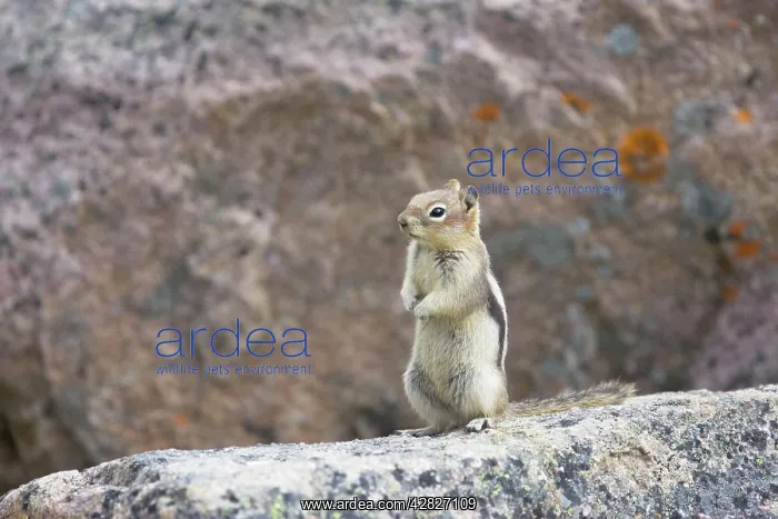 : Golden Mantled Ground Squirrel : Golden Mantled Ground Squirrel