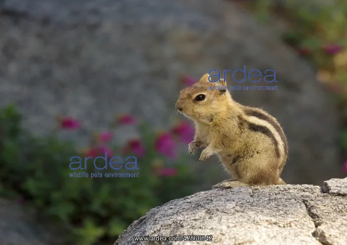 : Golden-mantled Ground Squirrel : Golden-mantled Ground Squirrel
