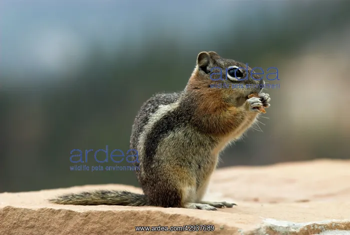 : Golden-mantled Ground Squirrel : Golden-mantled Ground Squirrel