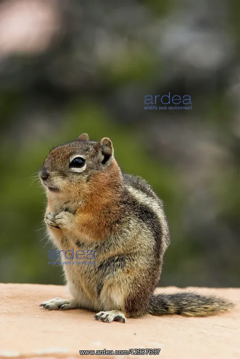 : Golden-mantled Ground Squirrel : Golden-mantled Ground Squirrel