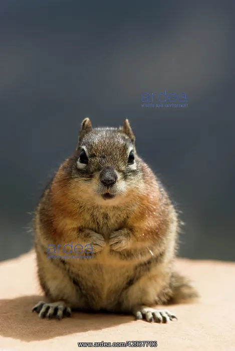: Golden-mantled Ground Squirrel : Golden-mantled Ground Squirrel