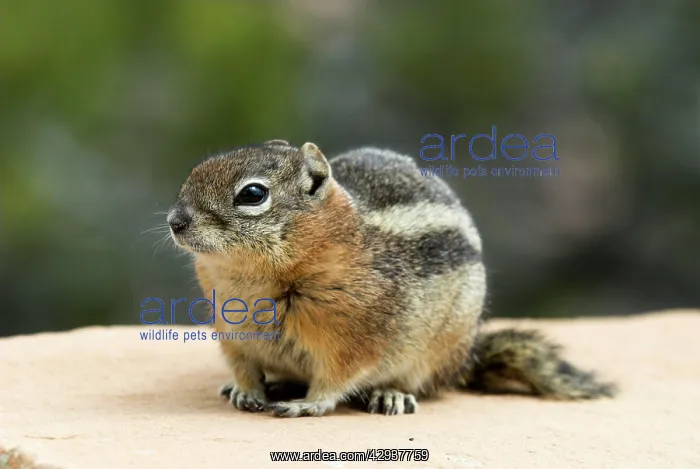 : Golden-mantled Ground Squirrel : Golden-mantled Ground Squirrel