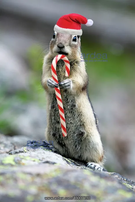 : Golden-mantled Ground Squirrel : Golden-mantled Ground Squirrel