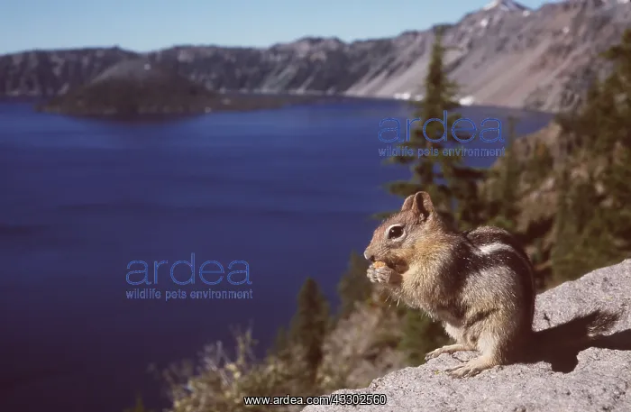 : Golden Mantled Ground Squirrel : Golden Mantled Ground Squirrel