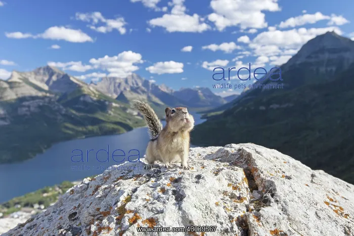 : Golden-mantled Ground Squirrel adult on rock : Golden-mantled Ground Squirrel adult on rock