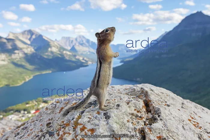 : Golden-mantled Ground Squirrel adult on rock : Golden-mantled Ground Squirrel adult on rock