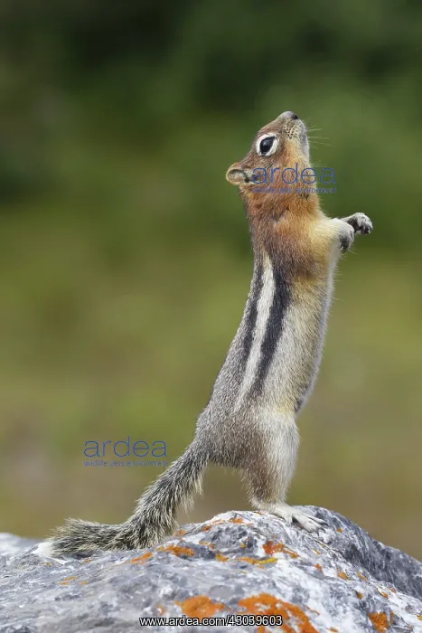 : Golden-mantled Ground Squirrel adult on rock : Golden-mantled Ground Squirrel adult on rock