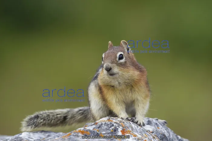 : Golden-mantled Ground Squirrel adult on rock : Golden-mantled Ground Squirrel adult on rock