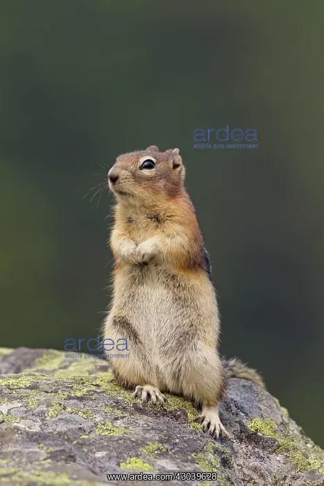 : Golden-mantled Ground Squirrel adult on rock : Golden-mantled Ground Squirrel adult on rock