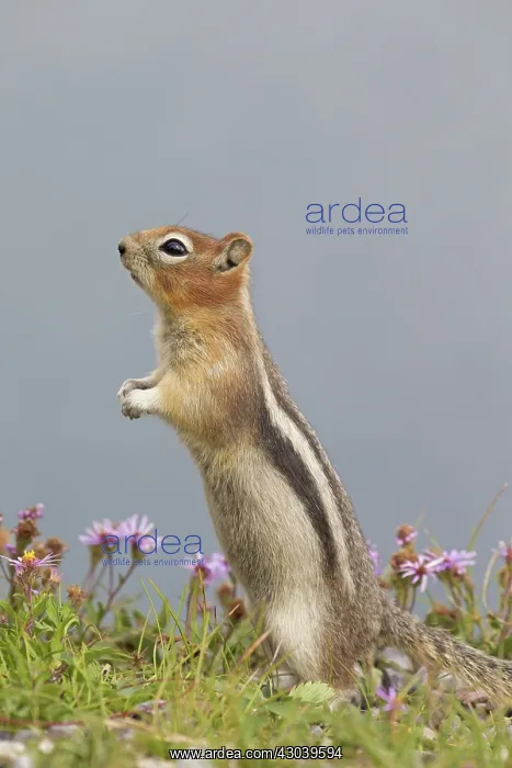 : Golden-mantled Ground Squirrel adult standing : Golden-mantled Ground Squirrel adult standing
