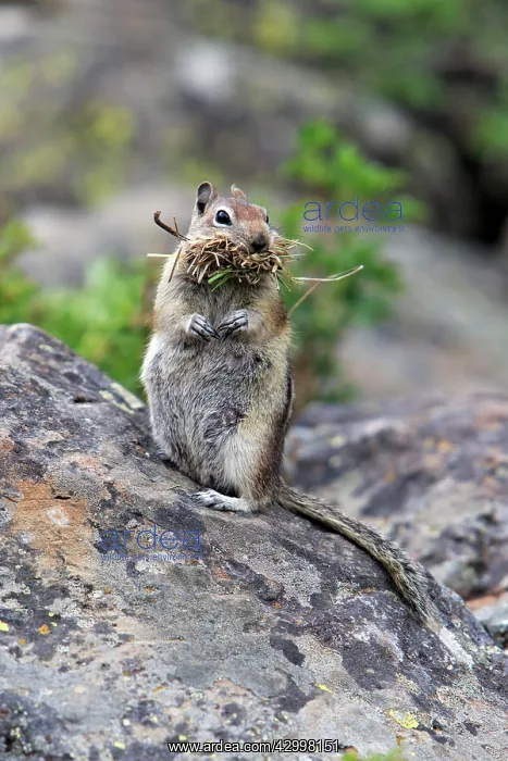 : Golden-mantled Ground Squirrel - on boulder with : Golden-mantled Ground Squirrel - on boulder with