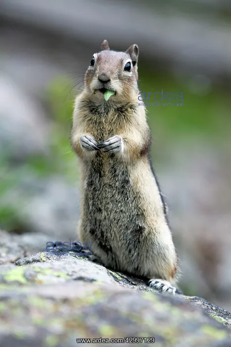 : Golden-mantled Ground Squirrel - on boulder Yellowstone : Golden-mantled Ground Squirrel - on boulder Yellowstone