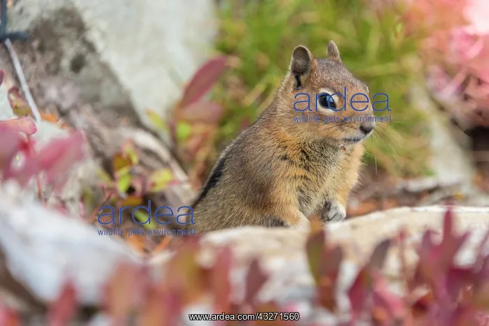 : Golden-mantled ground squirrel (Callospermophilus : Golden-mantled ground squirrel (Callospermophilus