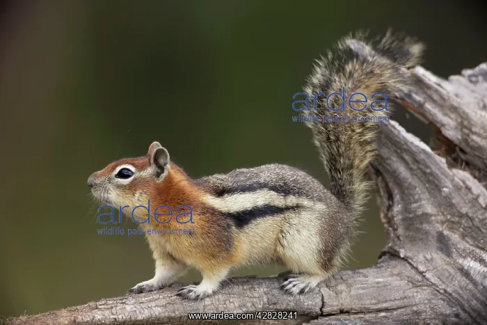 : Golden-mantled Ground Squirrel - with cheek pouches : Golden-mantled Ground Squirrel - with cheek pouches