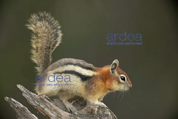 : Golden-mantled Ground Squirrel - with cheek pouches : Golden-mantled Ground Squirrel - with cheek pouches