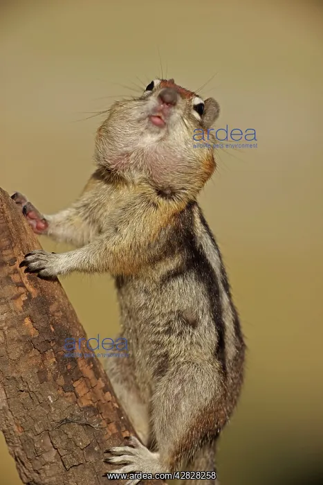: Golden-mantled Ground Squirrel - with cheek pouches : Golden-mantled Ground Squirrel - with cheek pouches