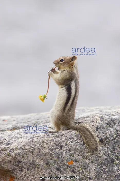 : Golden Mantled Ground Squirrel - eating Dandelion flower : Golden Mantled Ground Squirrel - eating Dandelion flower