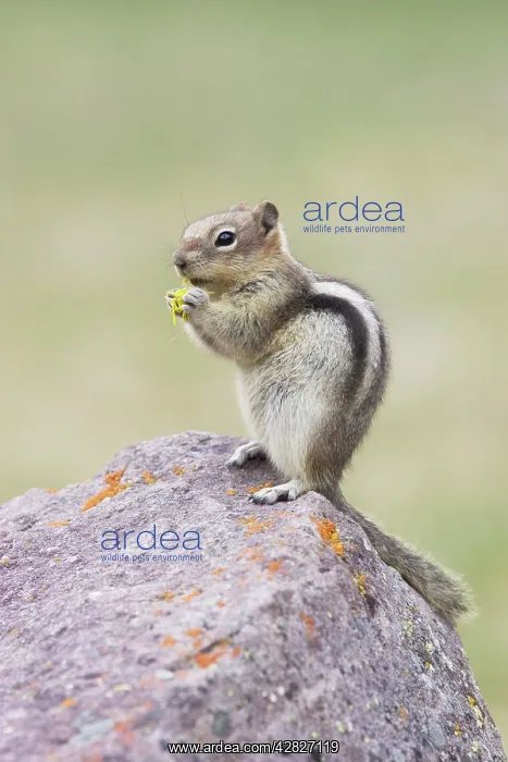  : Golden Mantled Ground Squirrel - eating Dandelion flower