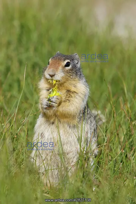 : Golden Mantled Ground Squirrel - eating Dandelion flower : Golden Mantled Ground Squirrel - eating Dandelion flower