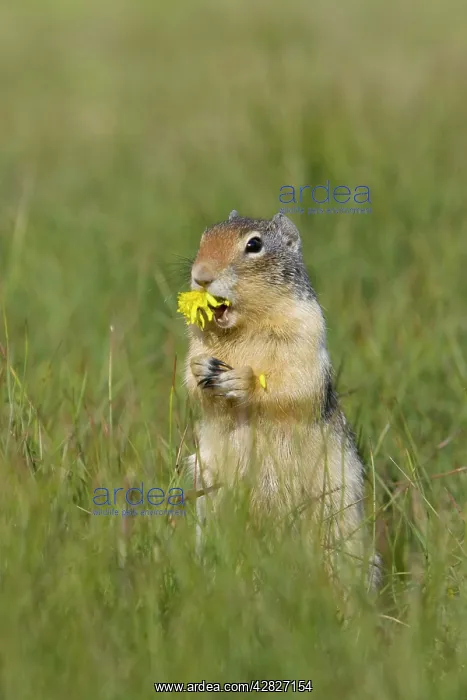 : Golden Mantled Ground Squirrel - eating Dandelion flower : Golden Mantled Ground Squirrel - eating Dandelion flower