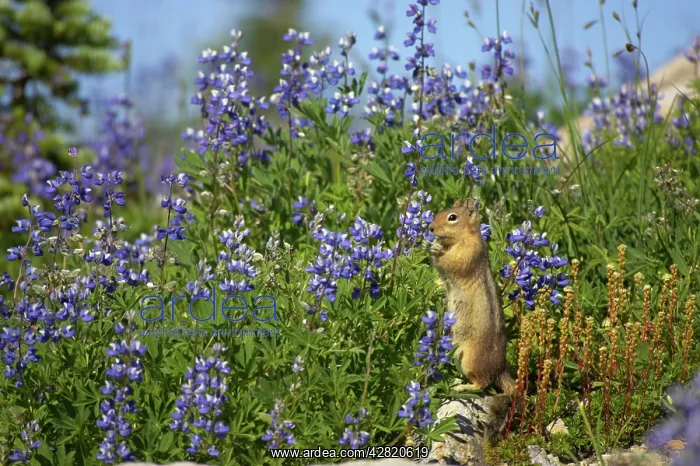 : Golden-mantled Ground Squirrel - eating Lupin : Golden-mantled Ground Squirrel - eating Lupin