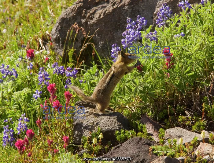 : Golden-mantled Ground Squirrel - feeding among : Golden-mantled Ground Squirrel - feeding among