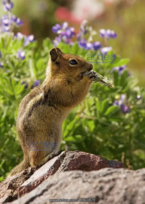 : Golden-mantled Ground Squirrel - feeding among : Golden-mantled Ground Squirrel - feeding among