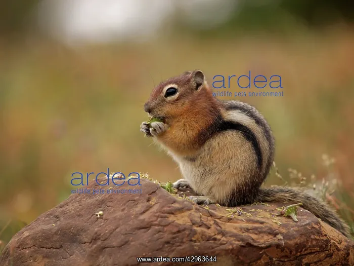: Golden-mantled Ground Squirrel - feeding : Golden-mantled Ground Squirrel - feeding
