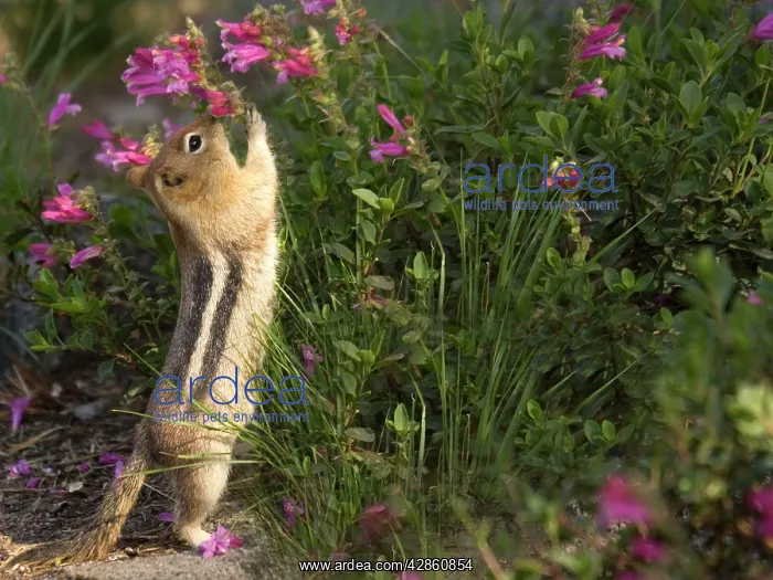 : Golden-mantled Ground Squirrel - reaching up to : Golden-mantled Ground Squirrel - reaching up to