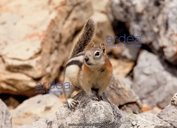 : Golden-mantled Ground Squirrel - in the Rockies : Golden-mantled Ground Squirrel - in the Rockies