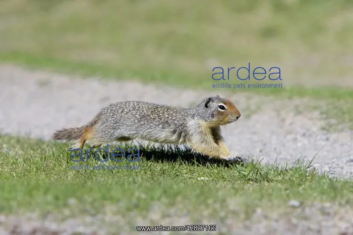 : Golden Mantled Ground Squirrel - running : Golden Mantled Ground Squirrel - running