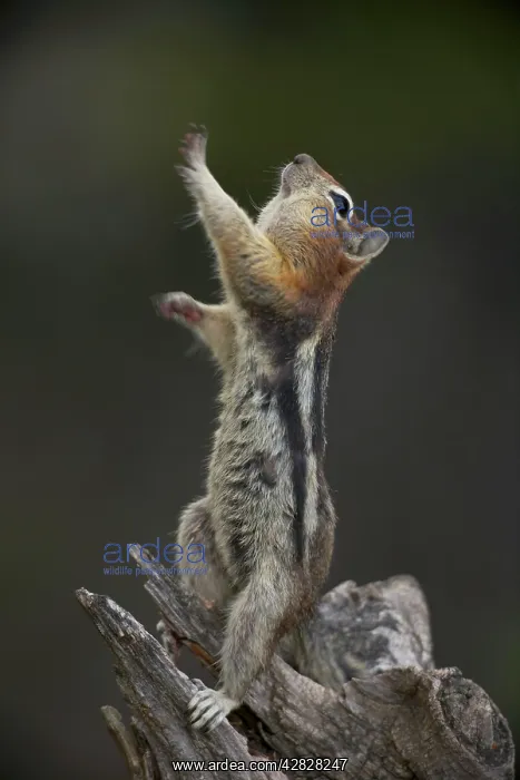 : Golden-mantled Ground Squirrel - standing on hind : Golden-mantled Ground Squirrel - standing on hind