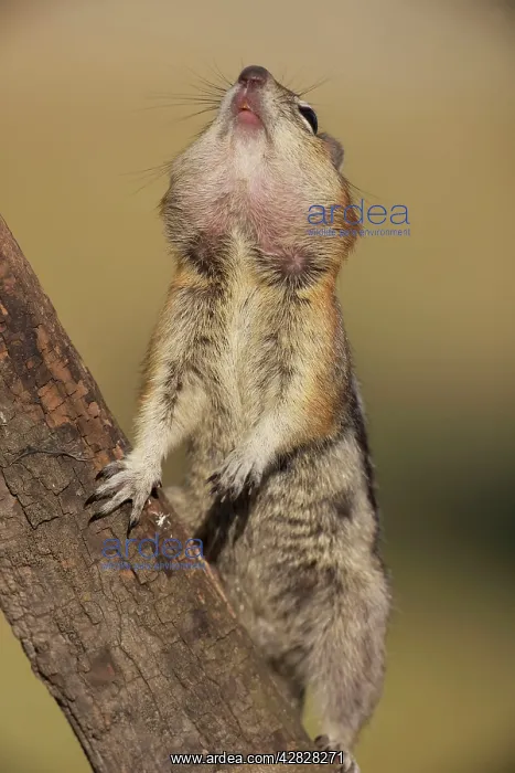 : Golden-mantled Ground Squirrel - standing on hind : Golden-mantled Ground Squirrel - standing on hind