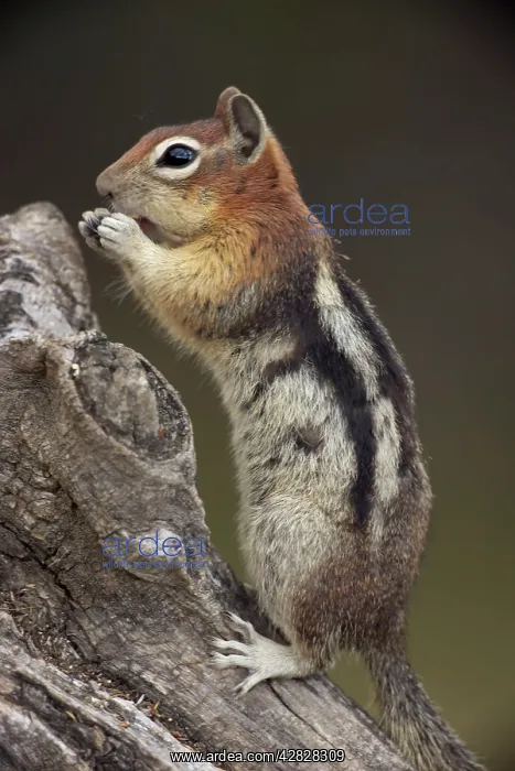 : Golden-mantled Ground Squirrel - standing on hind : Golden-mantled Ground Squirrel - standing on hind