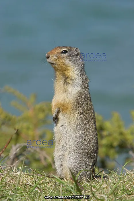 : Golden Mantled Ground Squirrel - standing upright : Golden Mantled Ground Squirrel - standing upright