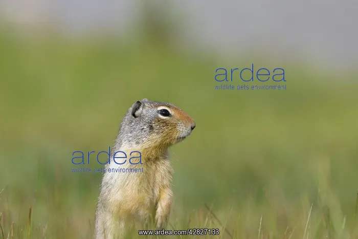 : Golden Mantled Ground Squirrel - standing upright : Golden Mantled Ground Squirrel - standing upright