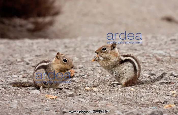 : Golden-mantled Ground Squirrels - feeding on scraps : Golden-mantled Ground Squirrels - feeding on scraps