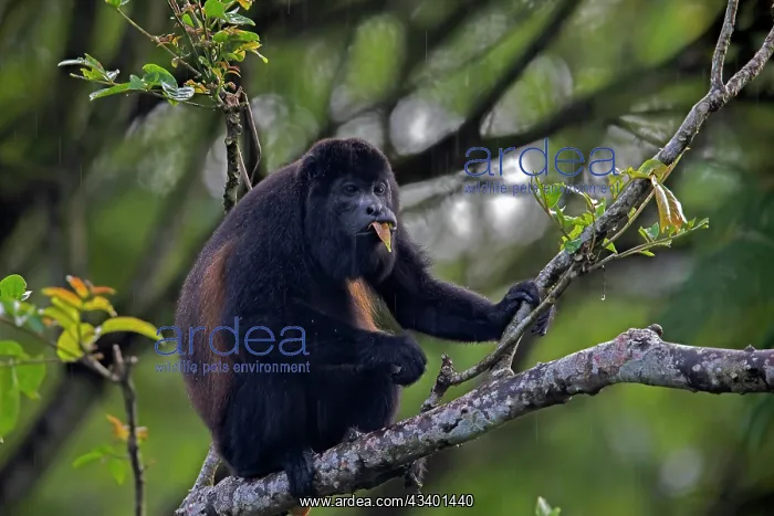 : Golden-mantled Howler Monkey feeding : Golden-mantled Howler Monkey feeding
