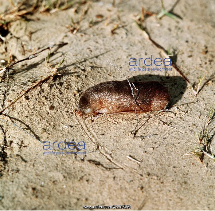 : GOLDEN MOLE : GOLDEN MOLE