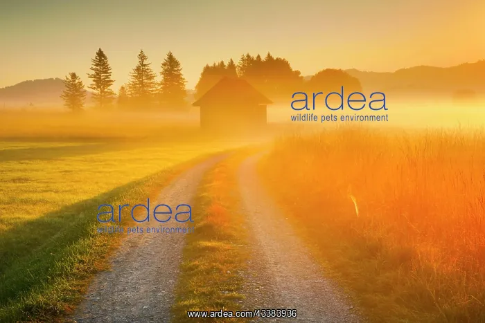 : Golden morning light streams through fields of fog : Golden morning light streams through fields of fog