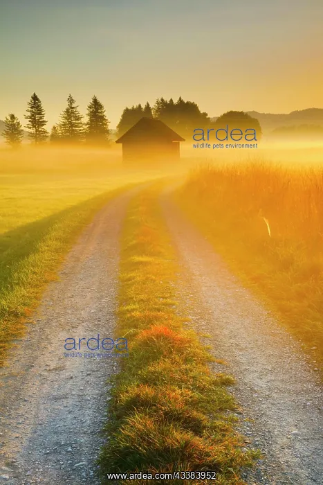 : Golden morning light streams through fields of fog : Golden morning light streams through fields of fog