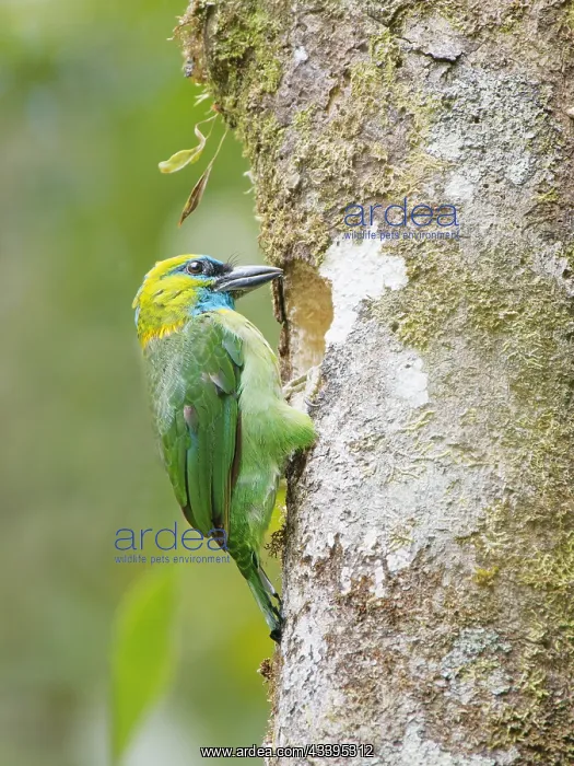 : Golden Naped Barbet excavating nest hole Megalai : Golden Naped Barbet excavating nest hole Megalai