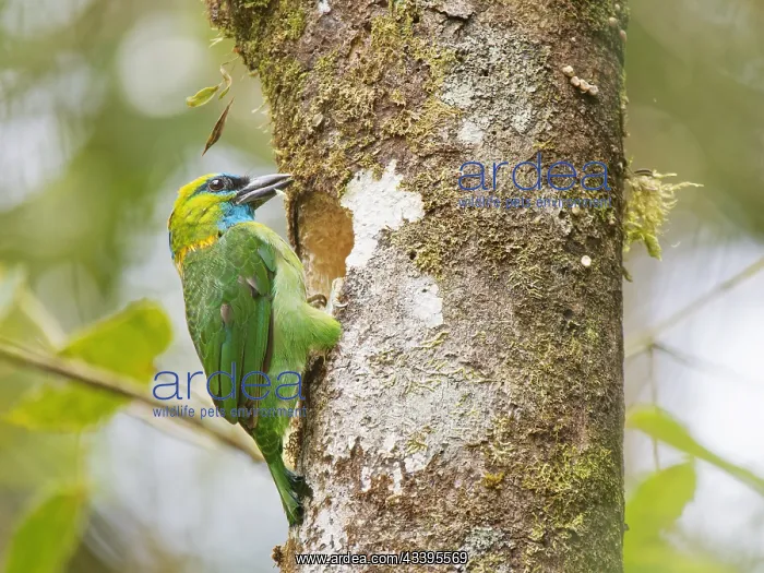 : Golden Naped Barbet excavating nest hole Megalai : Golden Naped Barbet excavating nest hole Megalai