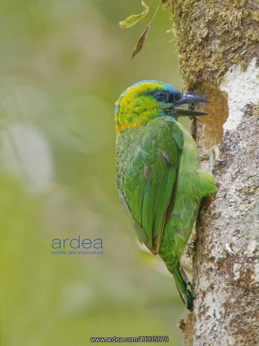 : Golden Naped Barbet excavating nest hole Megalai : Golden Naped Barbet excavating nest hole Megalai