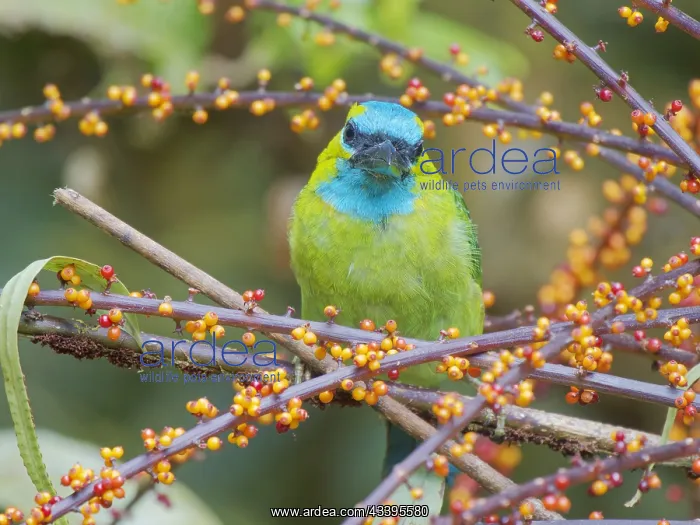 : Golden Naped Barbet feeding on berries Megalaima : Golden Naped Barbet feeding on berries Megalaima