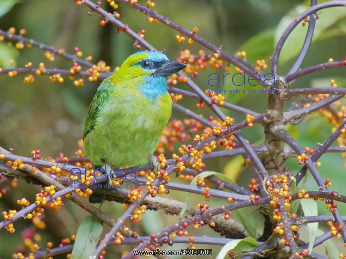 : Golden Naped Barbet feeding on berries Megalaima : Golden Naped Barbet feeding on berries Megalaima