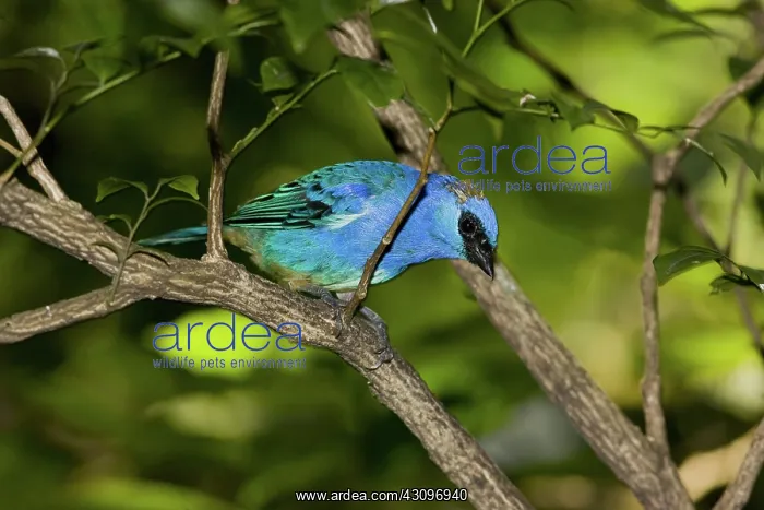 : Golden-naped Tanager : Golden-naped Tanager