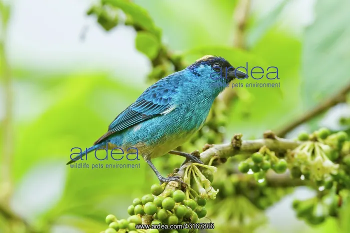  : Golden-naped Tanager